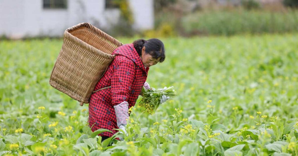 خطة صينية لتنشيط قطاع الزراعة
