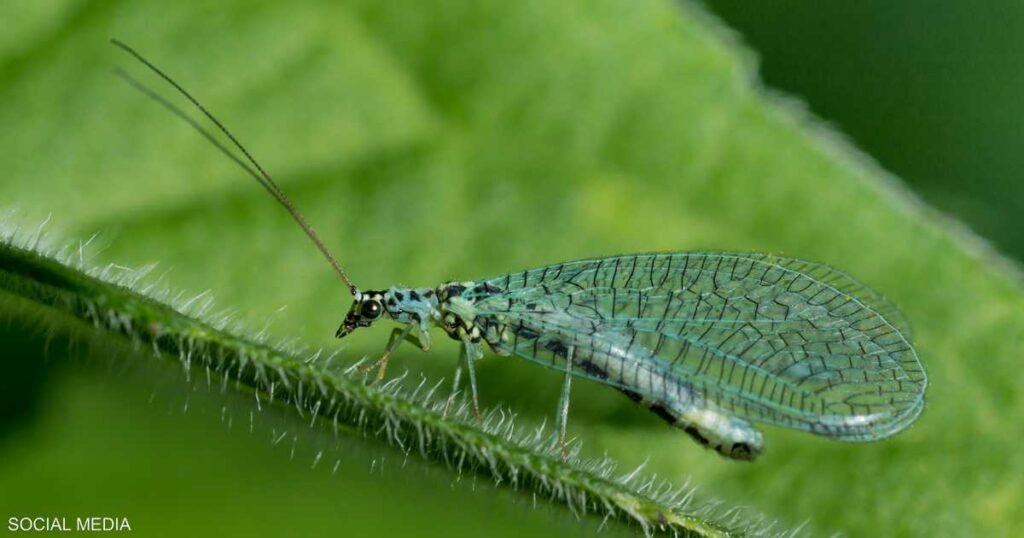 سوريا.. إنتاج 5 ملايين من حشرة "أسد المن" المفترسة