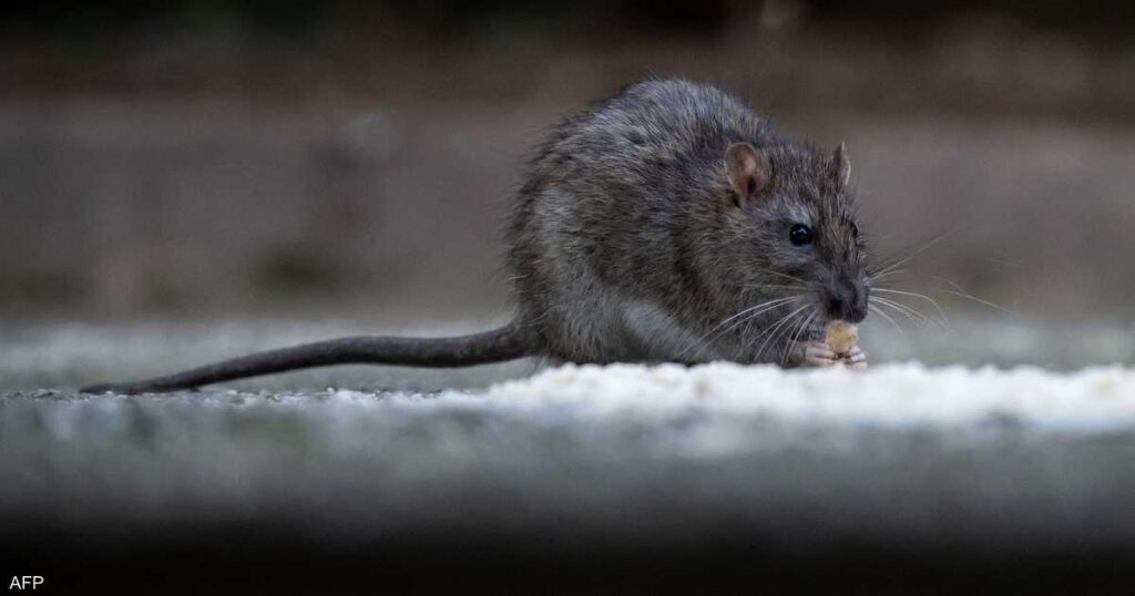 دراسة: الفئران تستخدم "قبلة الحياة" لإنعاش أقرانها