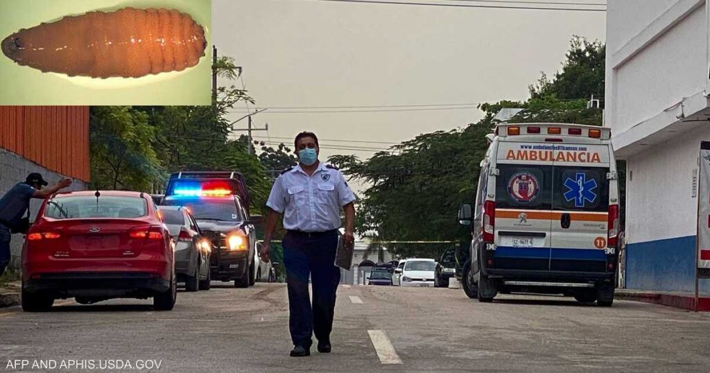 المكسيك.. أول حالة إصابة بشرية بالدودة "آكلة لحوم البشر"