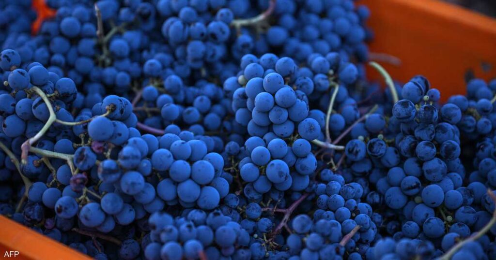 العنب.. فاكهة صغيرة بمفعول "خارق" للقلب والدماغ