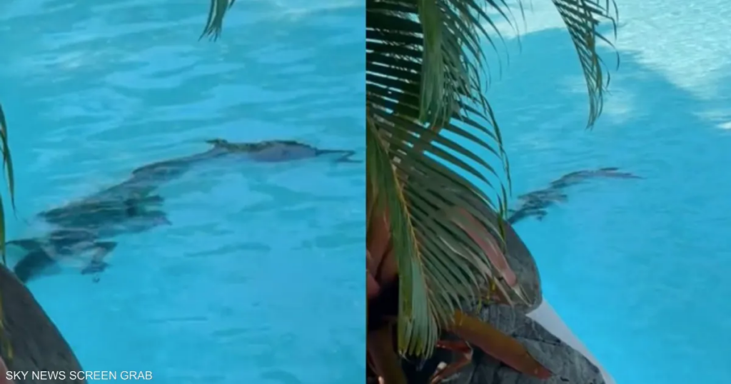 فيديو.. تمساح يقتحم مسبح فندق فاخر في أستراليا