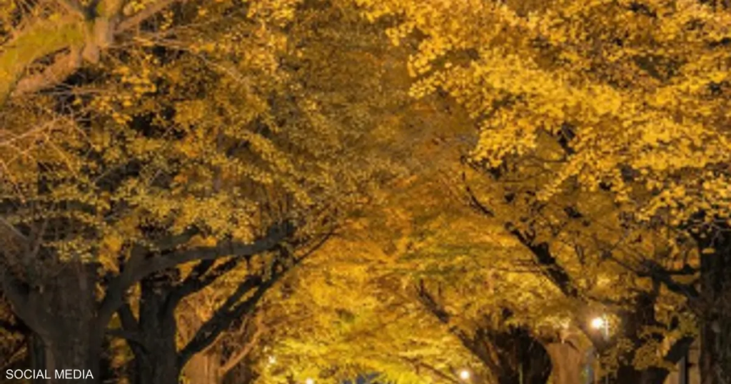 بدلاً من عبير الزهور.. "لغز كريه" في حديقة أميركية شهيرة